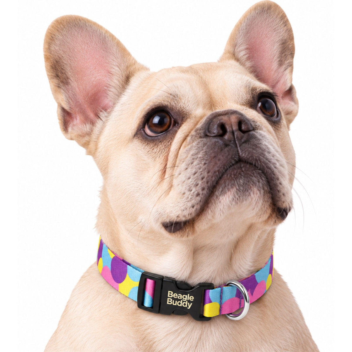 Collares para Perros