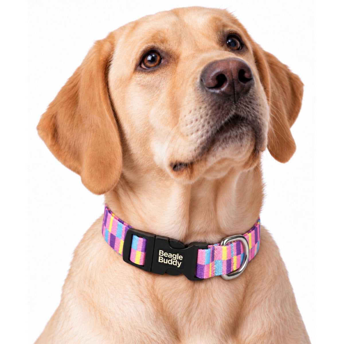 Collar para Perros Ref. CANDY