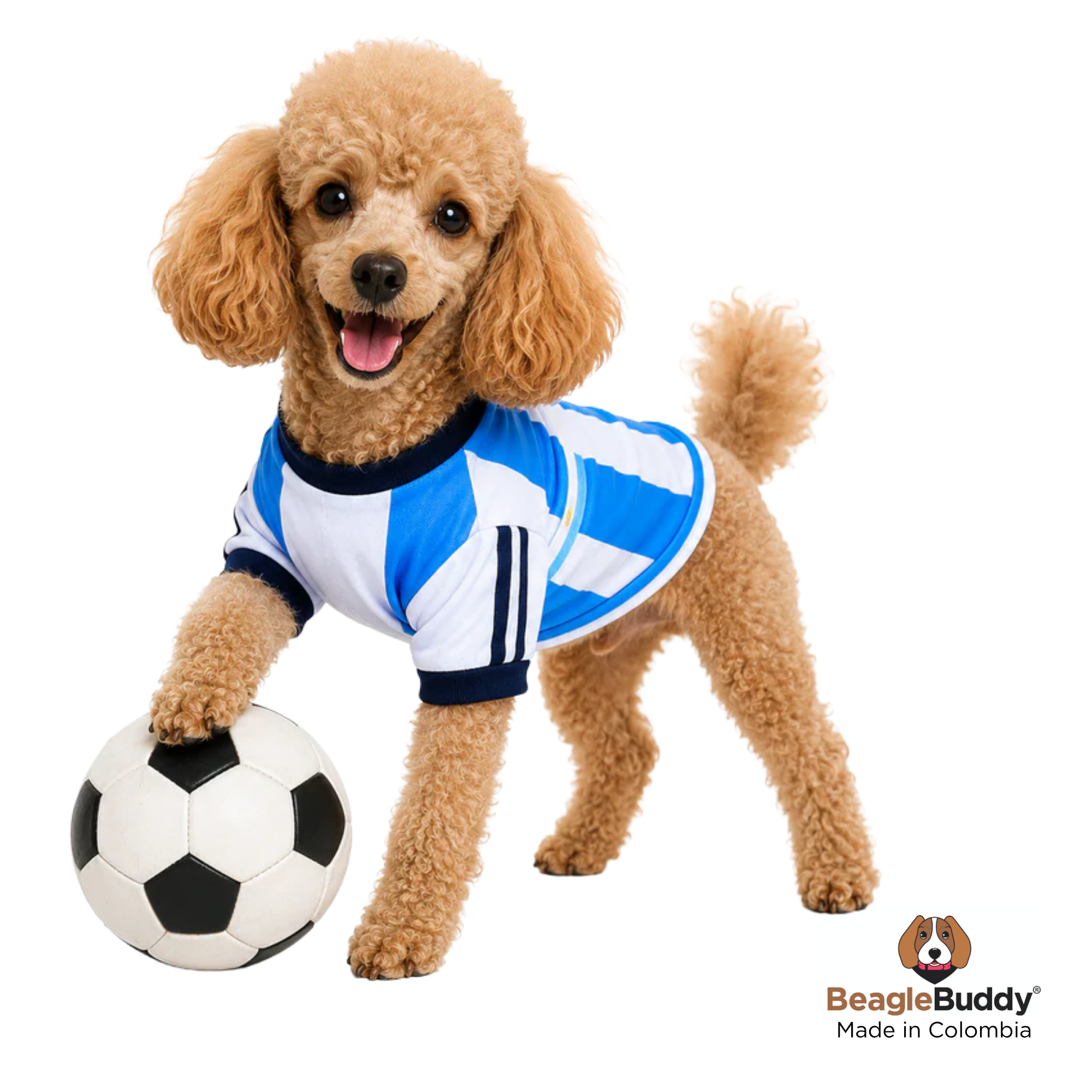 Perro usando camiseta para perro BeagleBuddy® diseño Selección Argentina en poliéster suave y transpirable.