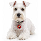 Perro Schnauzer blanco con placa de identificación con código QR BeagleBuddy color roja