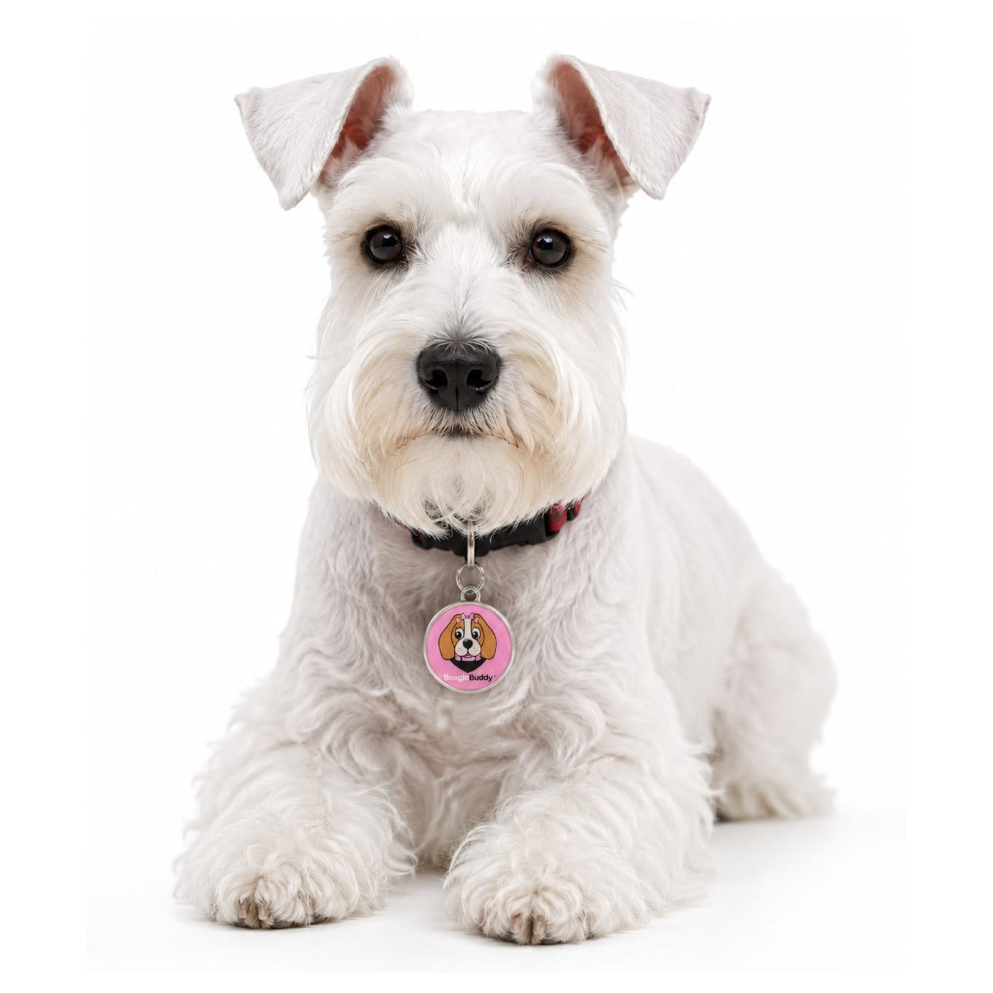 Perro Schnauzer blanco con placa de identificación con código QR BeagleBuddy color rosada