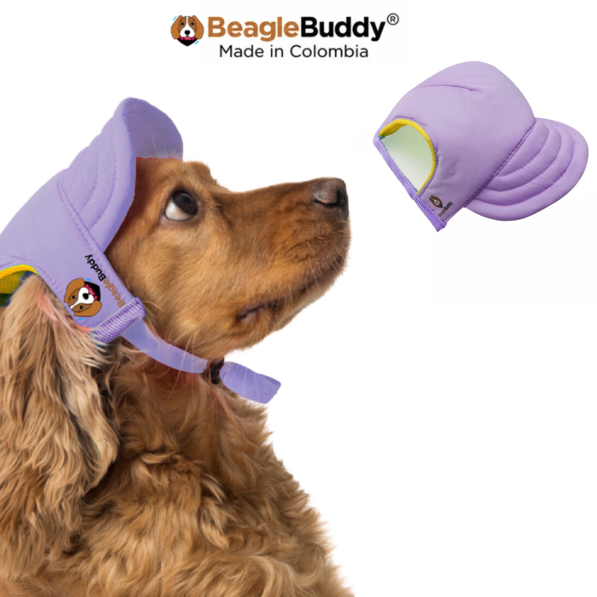 Perro usando gorra para perro BeagleBuddy® color lila.