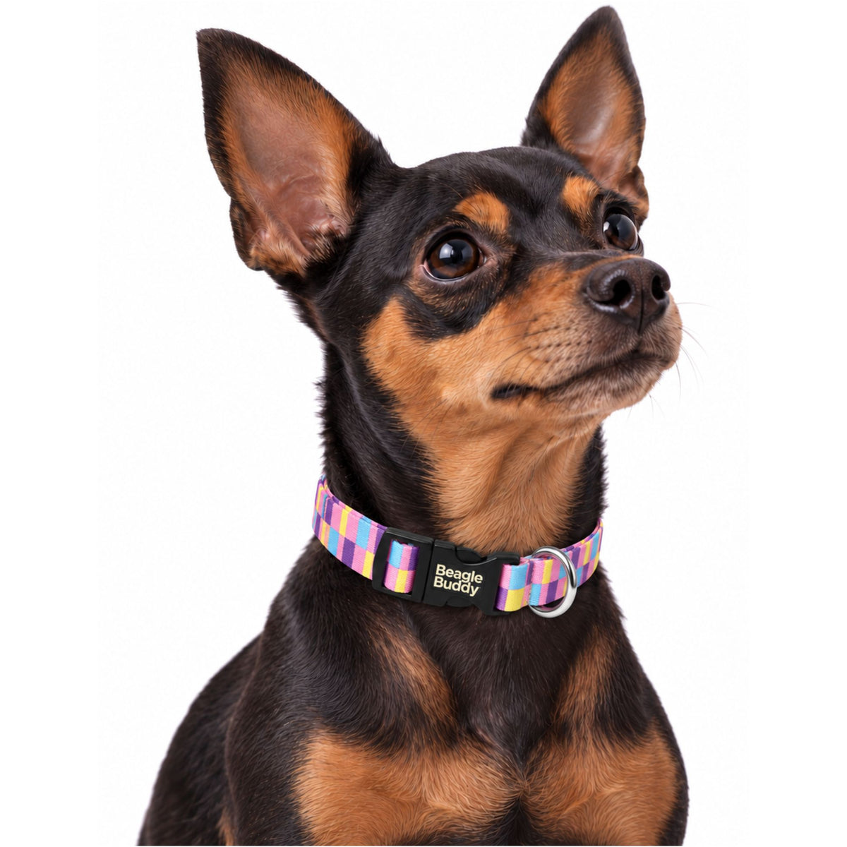 Collar para Perros Ref. CANDY