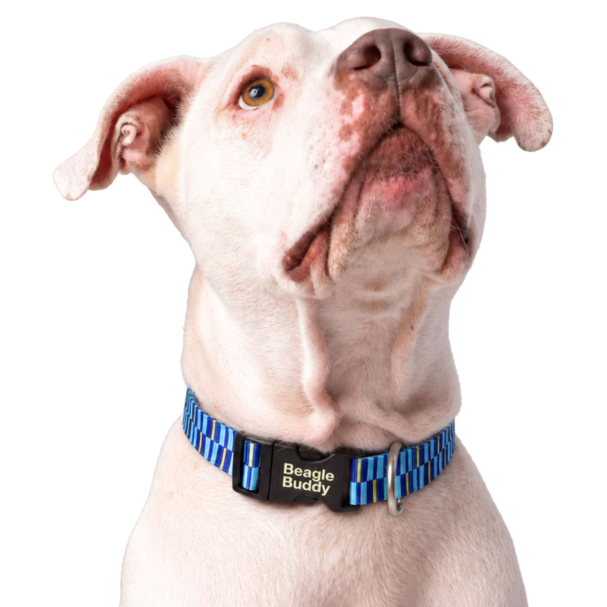 Collar para Perros Ref. BRISA