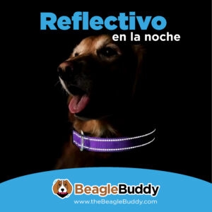 alt="Collar reflectivo para perros BeagleBuddy en color púrpura, diseñado para ser visible en la oscuridad y mejorar la seguridad de tu mascota"