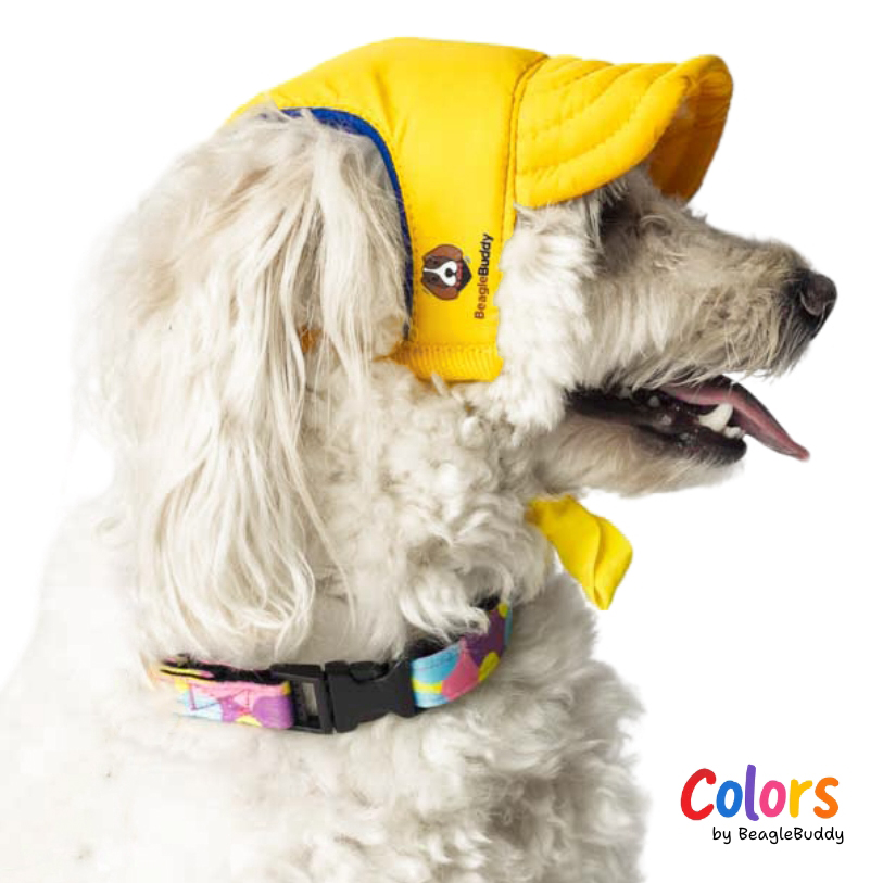 poodle con gorra amarilla cerca