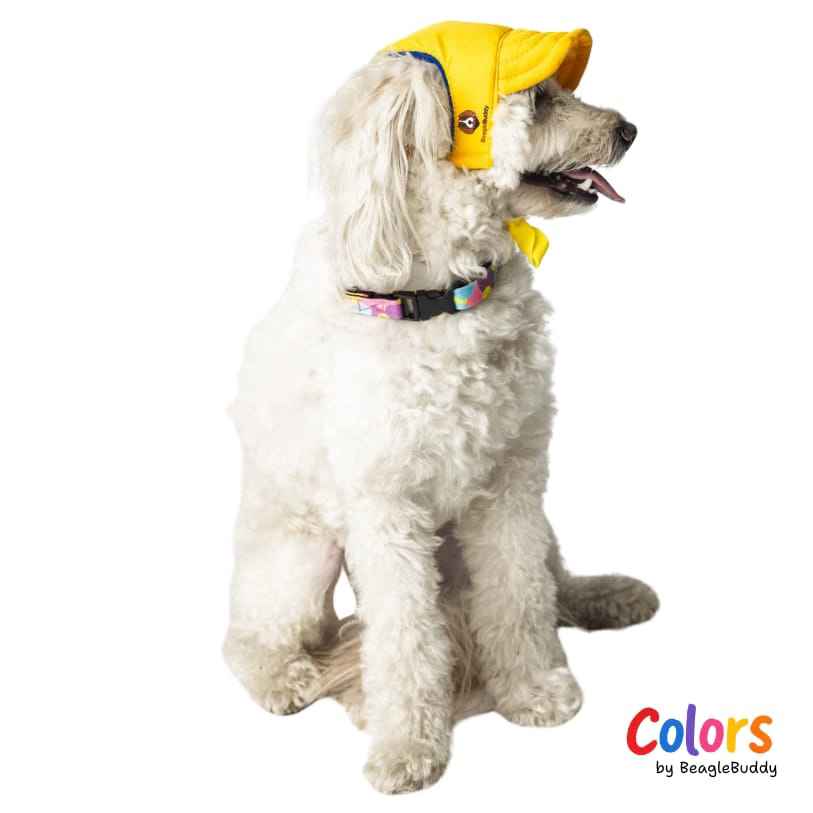 poodle con gorra amarilla