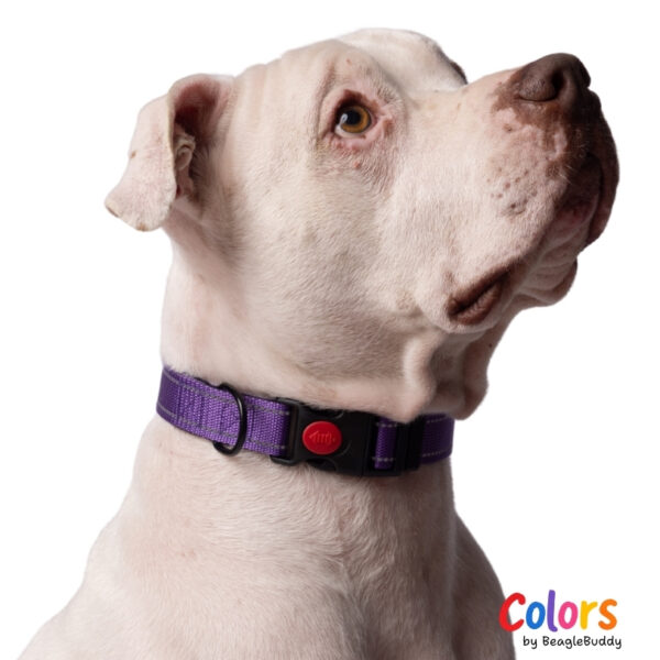 Collar Reflectivo Morado
